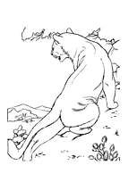 coloriage lionne en chasse